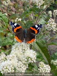 <i>Eupatorium maculatum</i> &lsquo;Snowball&rsquo;