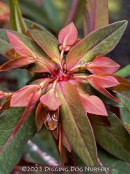 <em>Euphorbia griffithii</em>  &lsquo;Fireglow&rsquo;