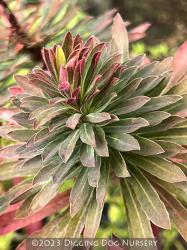 <i>Euphorbia characias</i> &lsquo;Red Wing&rsquo;