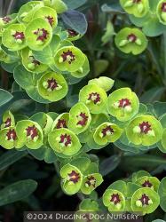 <i>Euphorbia</i> x <i>martini</i>