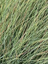 <i>Festuca amethystina</i> &lsquo;Superba&rsquo;