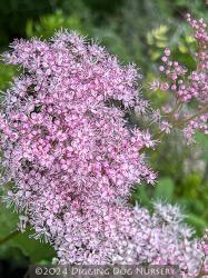<i>Filipendula rubra</i> ‘Venusta’