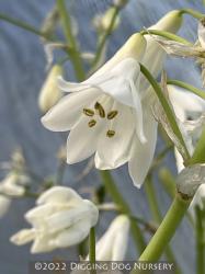 <i>Galtonia candicans</i>