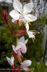 <i>Gaura lindheimeri</i> &lsquo;Summer Breeze&rsquo;