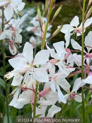 <i>Gaura lindheimeri</i> &lsquo;White Heron&rsquo;