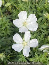 <i>Geranium sanguineum</i> &lsquo;Album&rsquo;