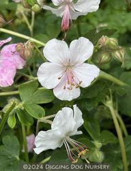 <i>Geranium</i> x <i>cantabrigiense</i> &lsquo;Biokovo&rsquo;