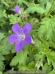 <i>Geranium sylvaticum</i> &lsquo;Birch Lilac&rsquo;