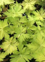 <i>Geranium</i> &lsquo;Blogold&rsquo;