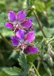 <i>Geranium</i> x <i>monacense</i> &lsquo;Breckland Fever&rsquo;