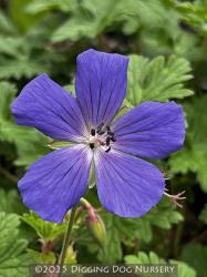 <i>Geranium himalayense</i> &lsquo;Irish Blue&rsquo;