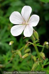 <i>Geranium clarkei</i> &lsquo;Kashmir White&rsquo;