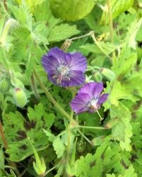 <i>Geranium phaeum</i> &lsquo;Lavender Pinwheel&rsquo;