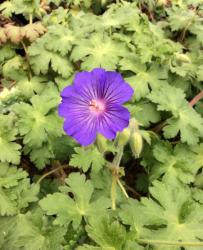 <i>Geranium</i> &lsquo;Sabani Blue&rsquo;