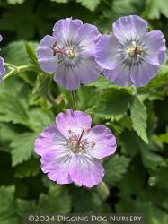 <i>Geranium phaeum</i> ‘Walk&uuml;re’