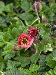 <i>Geum</i> &lsquo;Bell Bank&rsquo;