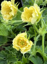 <i>Geum</i> &lsquo;Gimlet&rsquo;