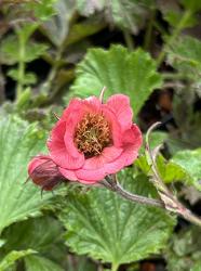 <i>Geum rivale</i> &lsquo;Leonard′s Variety&rsquo;