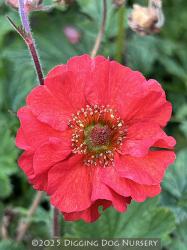 <i>Geum</i> &lsquo;Rubin&rsquo;