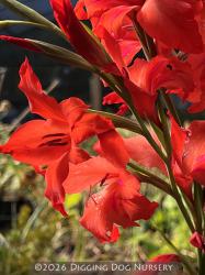 <i>Gladiolus</i> &lsquo;Robinetta&rsquo;