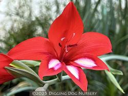 <i>Gladiolus cardinalis</i>