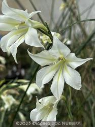 <i>Gladiolus tristis</i>