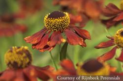<i>Helenium</i> &lsquo;Chelsey&rsquo;