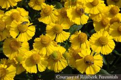 <i>Helenium</i> &lsquo;Kanaria&rsquo;