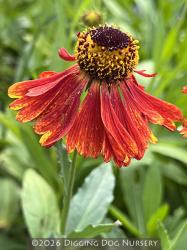 <i>Helenium</i> &lsquo;Moerheim Beauty&rsquo;