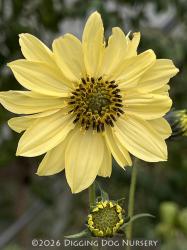 <i>Helianthus giganteus</i> ‘Sheila’s Sunshine’