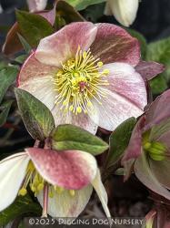 <i>Helleborus</i> &lsquo;HGC Ice �n Roses� ′Rose&rsquo;