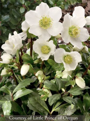 <i>Helleborus niger</i> &lsquo;HGC Jacob&rsquo;