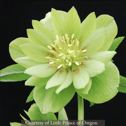 <i>Helleborus</i> x <i>hybridus</i> &lsquo;Jade Tiger&rsquo;