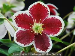 <i>Helleborus</i> x <i>hybridus</i> &lsquo;Painted&rsquo;