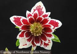 <i>Helleborus</i> x <i>hybridus</i> &lsquo;Painted Doubles&rsquo;