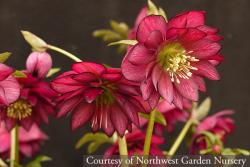 <i>Helleborus</i> x <i>hybridus</i> &lsquo;Red Sapphire&rsquo;