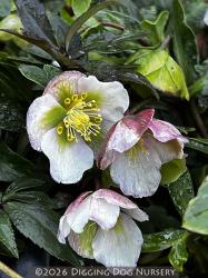 <i>Helleborus</i> x <i>sahinii</i> &lsquo;Winterbells&rsquo;