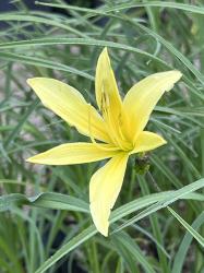 <em>Hemerocallis lilioasphodelus</em>  &lsquo;&rsquo;
