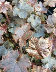 <i>Heuchera</i> &lsquo;Blackout&rsquo;