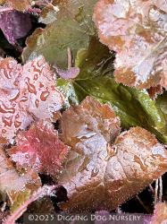 <i>Heuchera micrantha</i> var. <i>diversifolia</i> &lsquo;Palace Purple&rsquo;