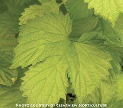 <i>Humulus lupulus</i> &lsquo;Aureus&rsquo;