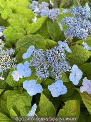 <i>Hydrangea anomala</i> ssp. <i>petiolaris</i> &lsquo;Miranda&rsquo;