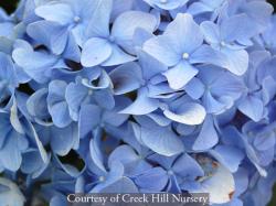 <i>Hydrangea macrophylla</i> ‘Nikko Blue’