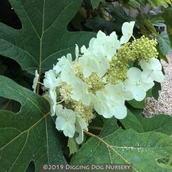 <i>Hydrangea quercifolia</i> &lsquo;Sikes Dwarf&rsquo;