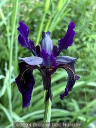 <i>Iris chrysographes</i> &lsquo;Black Form&rsquo;