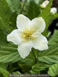 <i>Kerria japonica</i> &lsquo;Albiflora&rsquo;