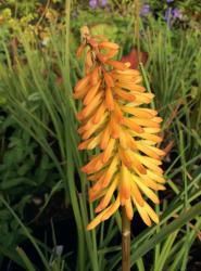 <i>Kniphofia</i> &lsquo;Moonstone&rsquo;