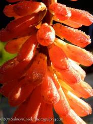 <i>Kniphofia</i> &lsquo;Timothy&rsquo;
