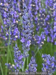 <i>Lavandula</i> x <i>x intermedia</i> ‘Grosso’