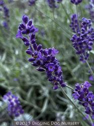 <i>Lavandula angustifolia</i> &lsquo;Imperial Gem&rsquo;